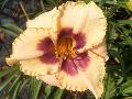 Bayou Bride Daylily / Hemerocallis 